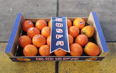 Foto Cachi Mela Varietà Rojo Brillante Calibro 20 Origine Spagna Marchio Bosfa           1