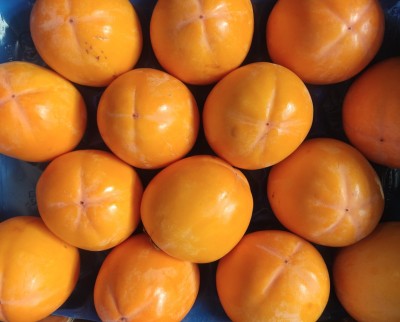 Foto Cachi Mela Varietà Rojo Brillante Calibro 14 Origine Italia Marchio Alegra   2