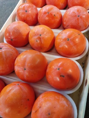 Foto Cachi Mela Varietà Rojo Brillante Calibro 15 Origine Italia Marchio Belvedere 2