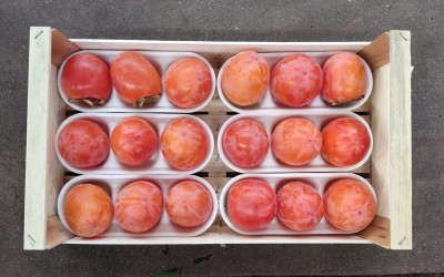 Foto Cachi Mela Varietà Rojo Brillante Calibro 18 Origine Italia Marchio Belvedere  3