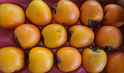 Foto Cachi Mela Varietà Rojo Brillante Calibro 14 Origine Spagna Marchio Kakfruits 2