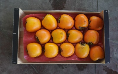 Foto Cachi Mela Varietà Rojo Brillante Calibro 14 Origine Spagna Marchio Kakfruits 3