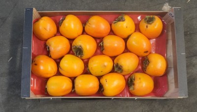 Foto Cachi Mela Varietà Rojo Brillante Calibro 18 Origine Spagna Marchio Kakfruits  3