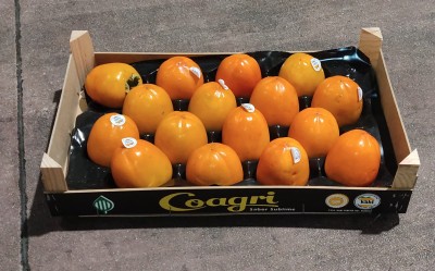 Foto Cachi Mela Varietà Persimon Calibro 16 Origine Spagna Marchio Coagri 1