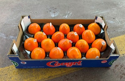 Foto Cachi Mela Varietà Rojo Brillante Calibro 18 Origine Spagna Marchio Coagri 1