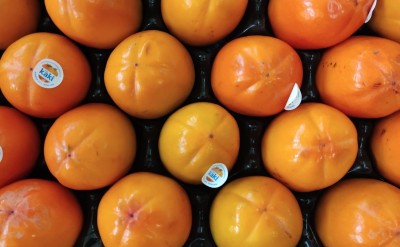 Foto Cachi Mela Varietà Persimon Calibro 18 Origine Spagna Marchio Coagri      2