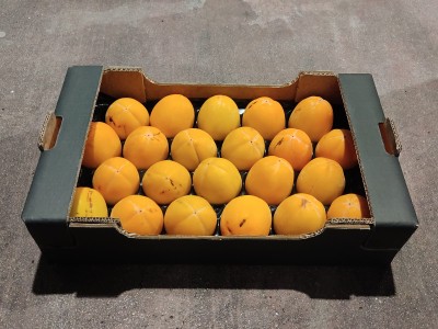 Foto Cachi Mela Varietà Rojo Brillante Calibro 22 Origine Italia Marchio Alegra	 1