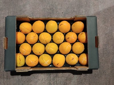 Foto Cachi Mela Varietà Rojo Brillante Calibro 22 Origine Italia Marchio Alegra	 3