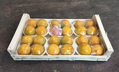 Foto Loti Maturi Calibro 15 Origine Italia Marchio Verdicchio 1