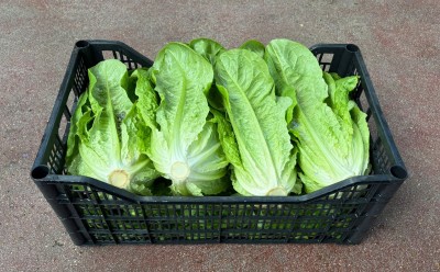 Foto Lattuga Origine Italia Marchio Onori  1