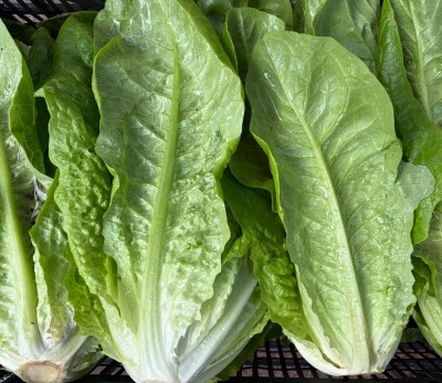 Foto Lattuga Origine Italia Marchio Onori  2