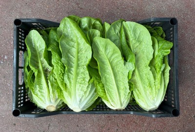 Foto Lattuga Origine Italia Marchio Onori  3