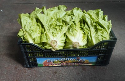 Foto Lattuga Origine Italia Marchio Pallavicino 1