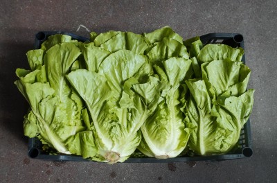 Foto Lattuga Origine Italia Marchio Pallavicino 2