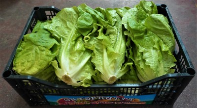 Foto Lattuga origine Italia Marchio Pallavicino  1