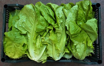 Foto Lattuga origine Italia Marchio Pallavicino  2