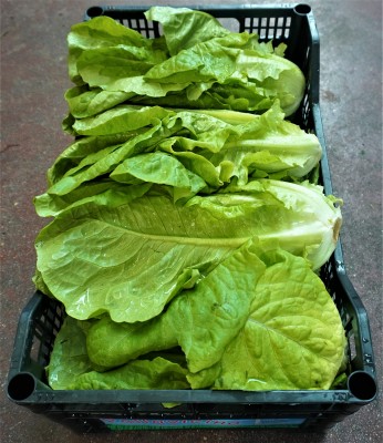 Foto Lattuga origine Italia Marchio Pallavicino  3