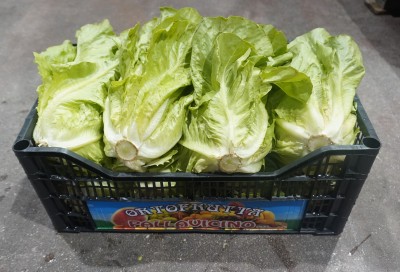 Foto Lattuga Origine Italia Marchio Pallavicino 1