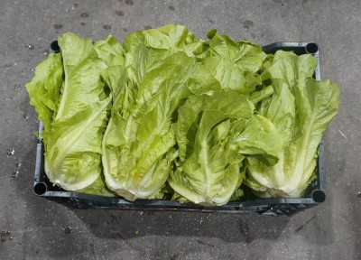 Foto Lattuga Origine Italia Marchio Pallavicino 2