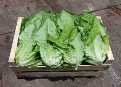 Foto Lattuga Origine Italia Marchio A.L.C 1