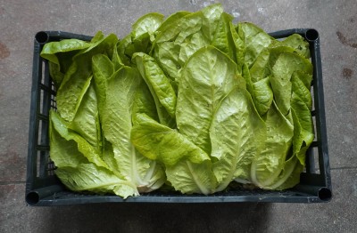 Foto Lattuga Origine Italia Marchio Raffaele 2