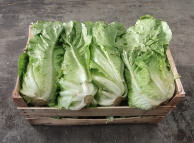 Foto Lattuga Origine Italia Marchio Ambruosi	    1