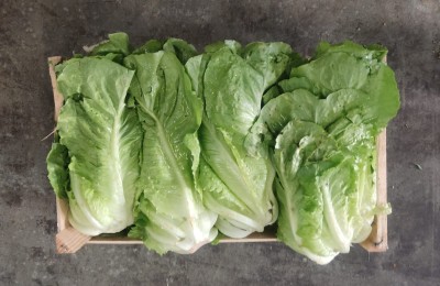 Foto Lattuga Origine Italia Marchio Ambruosi	    2