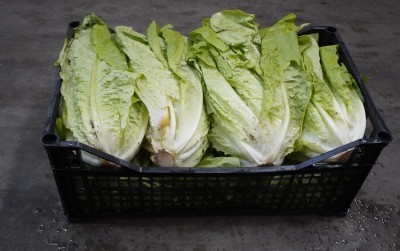 Foto Lattuga Origine Italia Marchio Ambruosi  1