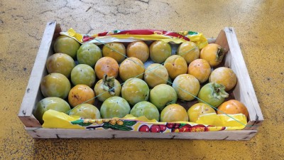 Foto Loti Vaniglia Lavorazione in Padella Origine Italia Marchio Razzano 1