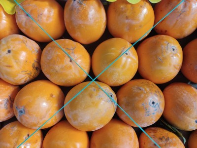 Foto Loti Vaniglia Origine Italia Marchio Razzano       2