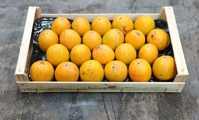 Foto Loti Vaniglia Calibro 22 Origine Italia Marchio Verdicchio 1