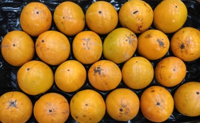 Foto Loti Vaniglia Calibro 22 Origine Italia Marchio Verdicchio 2