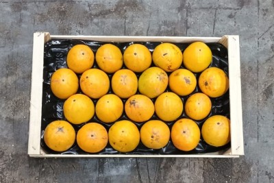 Foto Loti Vaniglia Calibro 22 Origine Italia Marchio Verdicchio 3