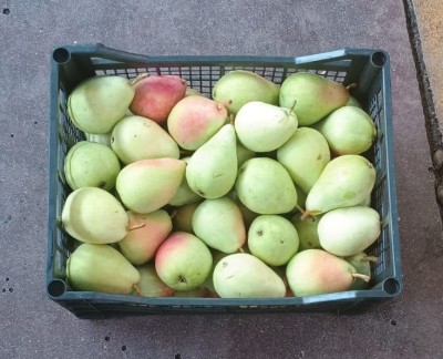 Foto Pere Carmen Varietà Santa Maria Calibro 75+ Origine Grecia Marchio Greek Premium 3