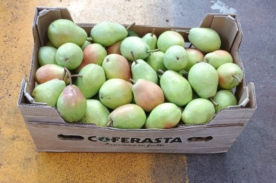 Foto Pere Carmen Varietà Santa Maria Origine Italia Marchio Coferasta 1