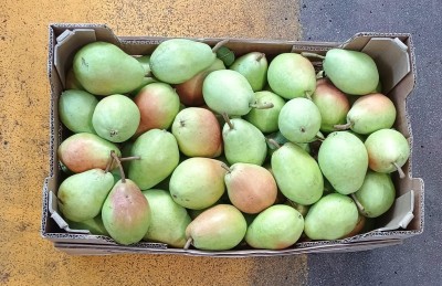 Foto Pere Carmen Varietà Santa Maria Origine Italia Marchio Coferasta 3