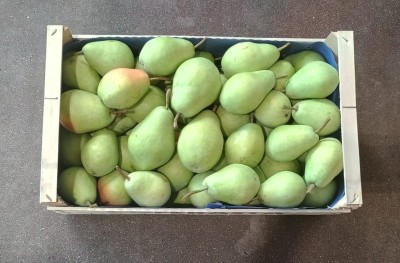 Foto Pere Carmen Varietà Santa Maria Origine Italia Marchio Coferasta         3