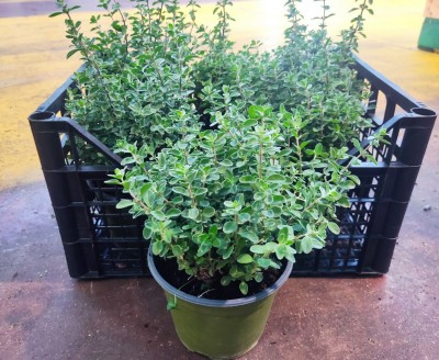 Foto Cassa da 6 Piante di Maggiorana  Ordinabili anche Singolarmente Origine Italia 1