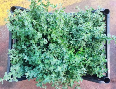 Foto Cassa da 6 Piante di Maggiorana  Ordinabili anche Singolarmente Origine Italia 2