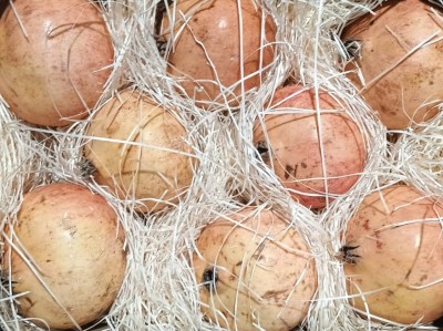 Foto Melograni Varietà Mollar Calibro 8 Origine Spagna Marchio Anton 2