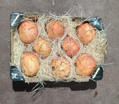 Foto Melograni Varietà Mollar Calibro 8 Origine Spagna Marchio Anton 3