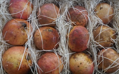 Foto Melograni Varietà Mollar Calibro 20 Origine Spagna Marchio Anton  2