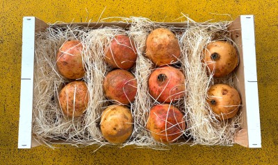 Foto Melograni Moller Calibro 20 Origine Spagna Marchio Anton 3