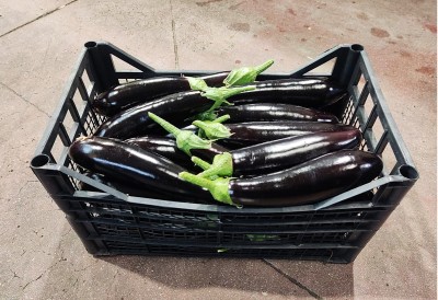 Foto Melanzane Lunghe Origine Italia MArchio Vilardo 1