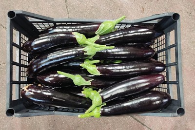 Foto Melanzane Lunghe Origine Italia MArchio Vilardo 2