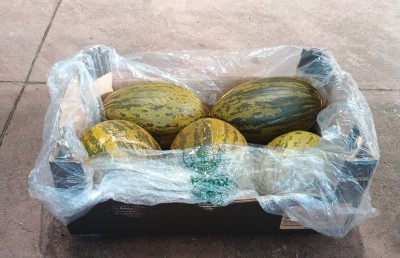 Foto Meloni Verdi Calibro 5 Origine Brasile Marchio Famosa          1