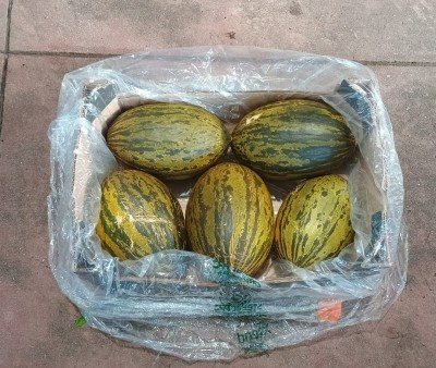 Foto Meloni Verdi Calibro 5 Origine Brasile Marchio Famosa          3