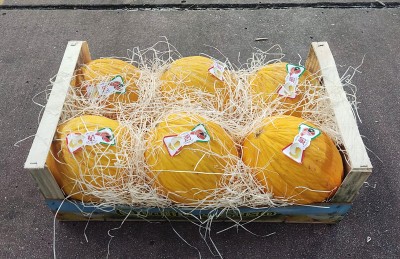 Foto Meloni Gialli Calibro 6 Origine Italia Marchio Gaf        1