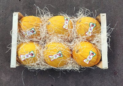 Foto Meloni Gialli Calibro 6 Origine Italia Marchio Gaf        2