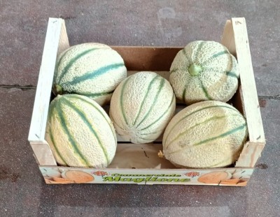 Foto Meloni Retati Calibro 5 Origine Italia Marchio Meloni  1